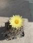 Preview: Coryphantha delaetiana